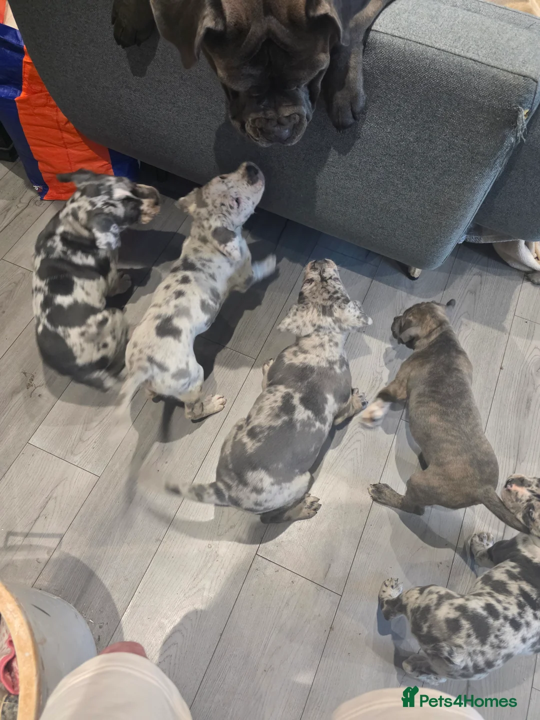 Cane Corso dogs for sale: Cane corso cross  - Advert 14