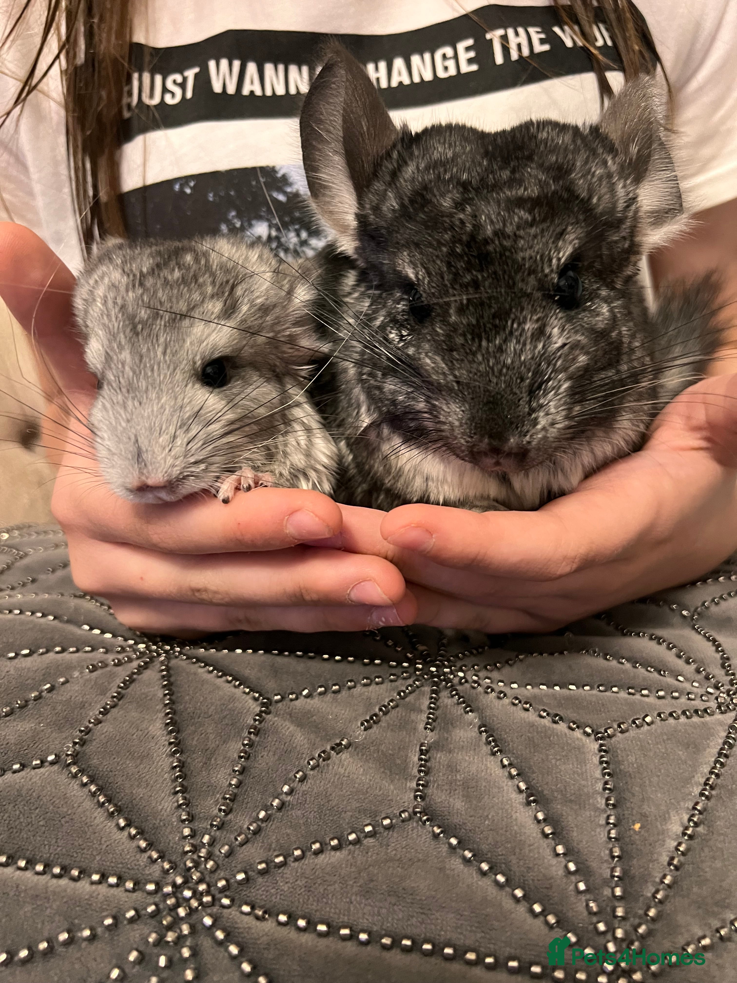 Chinchilla rodents Beautiful male chinchilla - Advert 2