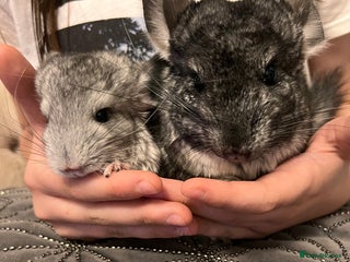 Chinchilla rodents Beautiful male chinchilla - Advert 2