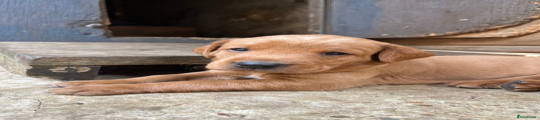 Labrador Retriever Puppy 2