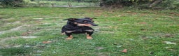 Mixed Breed dogs for sale: Huntaway x collie pups - Advert 15