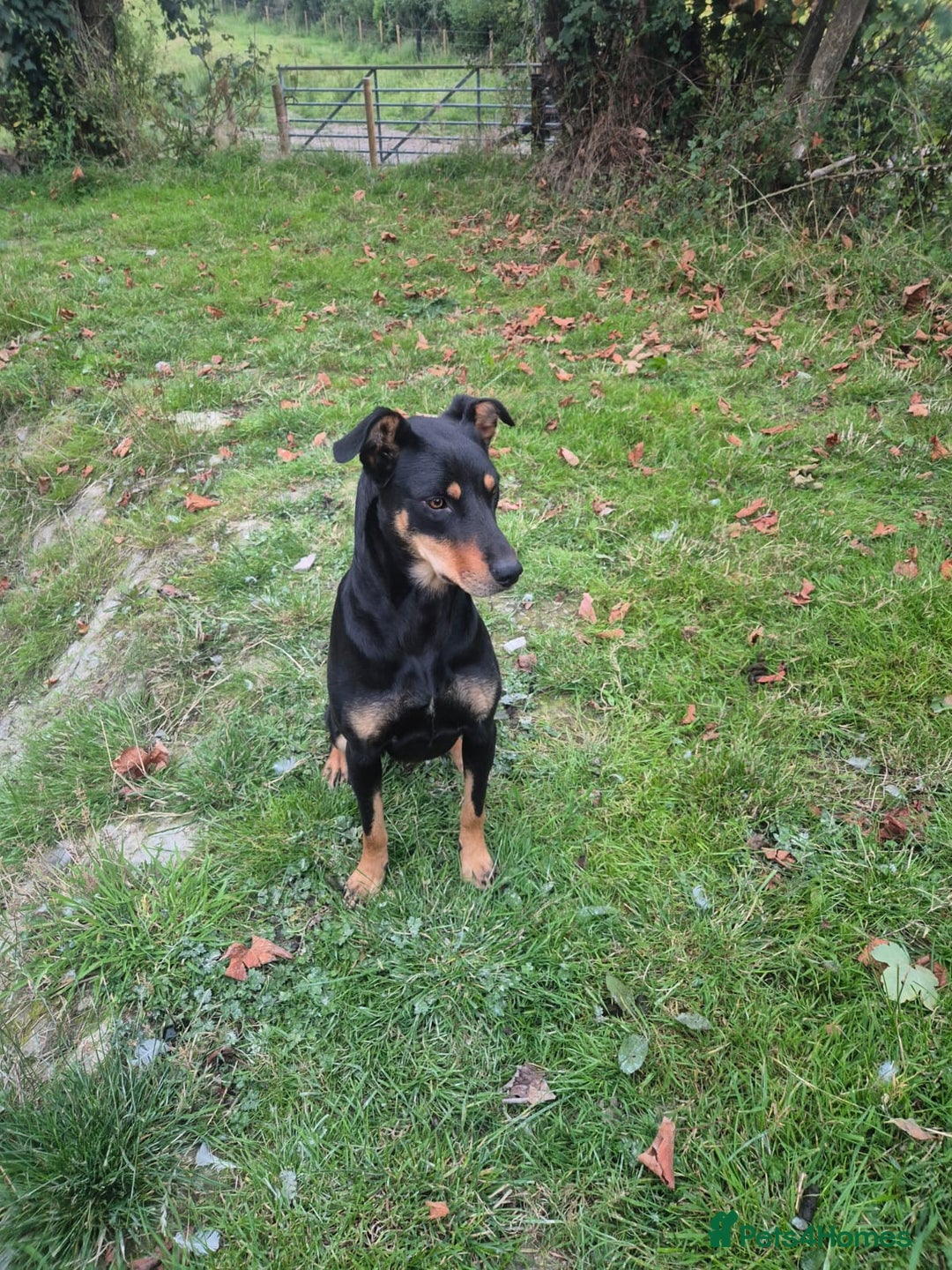 Mixed Breed dogs for sale: Huntaway x collie pups - Advert 15