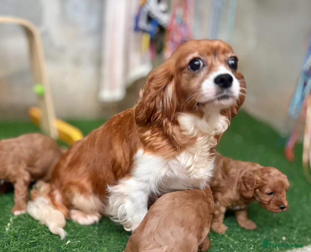 Cavapoo dogs for sale: Hypoallergenic F1 type Cavapoo Pups(Dad PRA Clear) - Advert 2