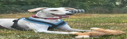 Lurcher dogs for adoption: Pirelli - Advert 5