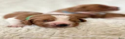 Welsh Springer Spaniel dogs for sale: KC Reg Welsh Springer Spaniels Fully Health Tested - Advert 15