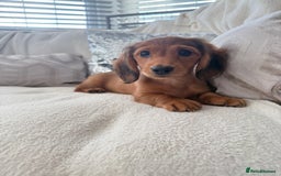 Miniature Dachshund dogs for sale: Minature dachshund  - Image 1
