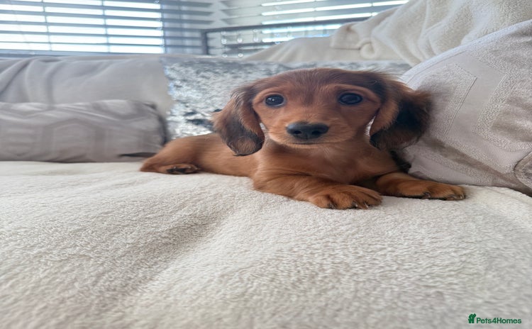 Miniature Dachshund dogs - Advert 6