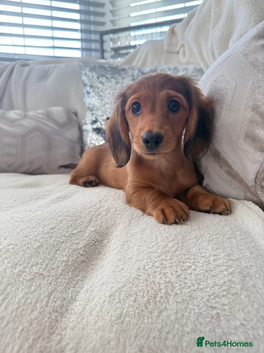 Miniature Dachshund dogs for sale: Minature dachshund  - Image 1