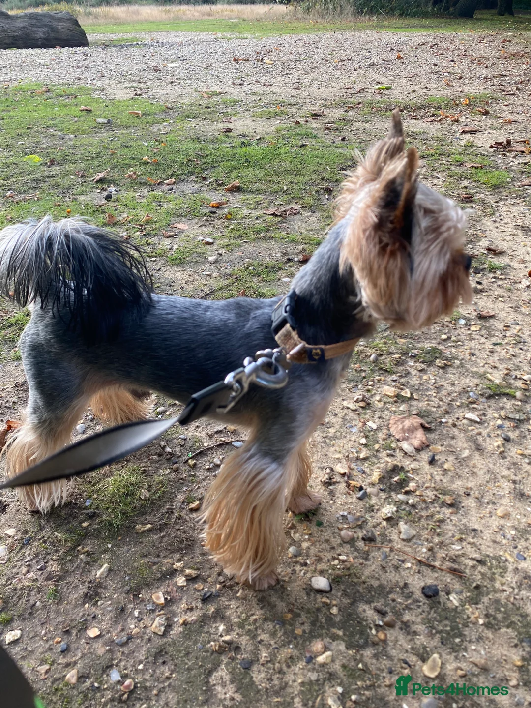Yorkshire Terrier dogs for stud: Miniature Yorkshire Terrier Dog for Stud £200 in Mitcham - Advert 5
