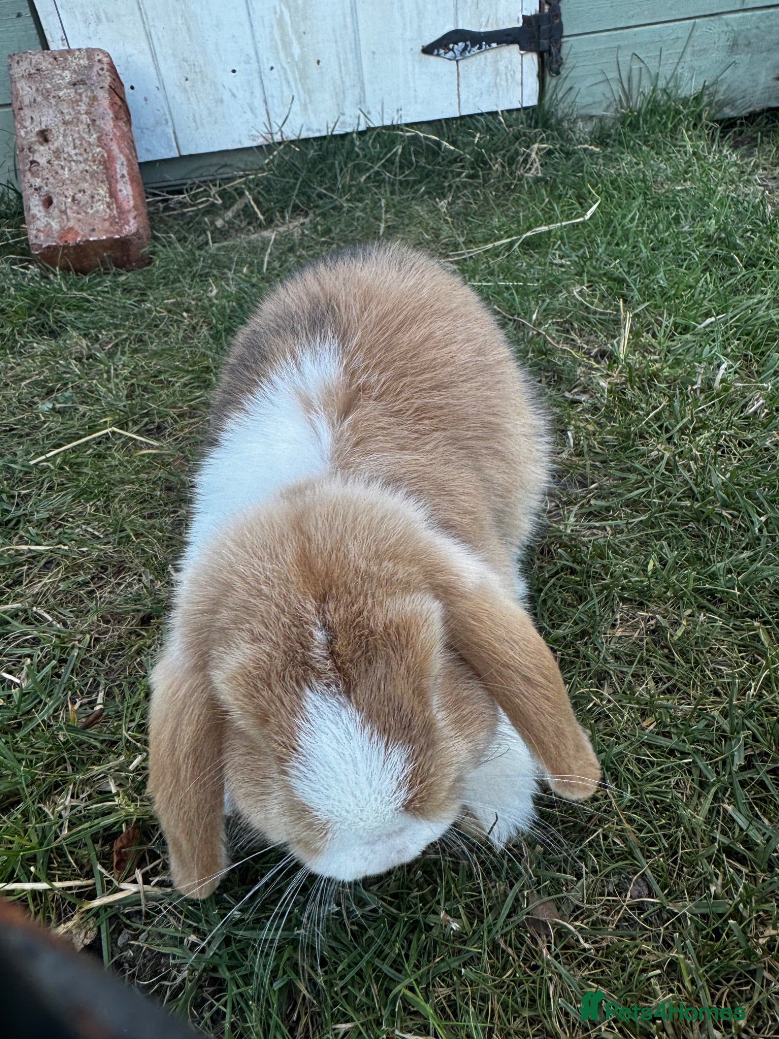 Mini Lop rabbits Mini Lops for sale  - Advert 2