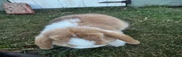 Mini Lop rabbits for sale: Mini Lops for sale  - Advert 2