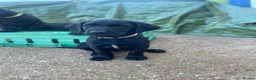 Mixed Breed dogs for sale: Black Labrador puppies - Devon - Advert 10