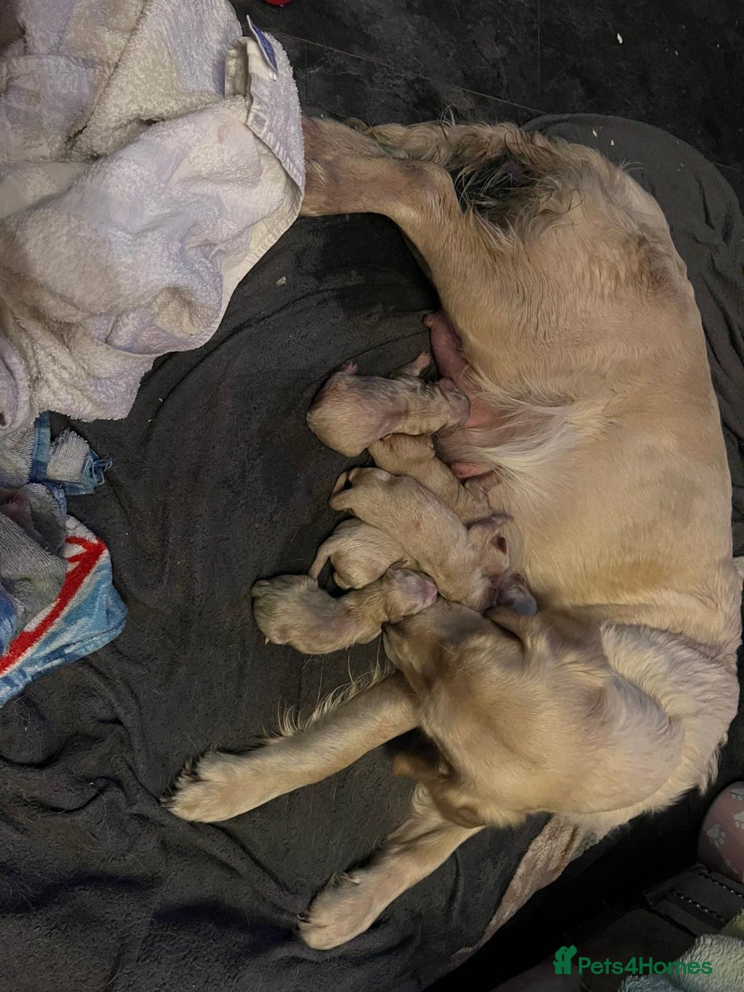 Golden Retriever dogs for sale: Beautiful littler of golden retrievers  - Advert 2