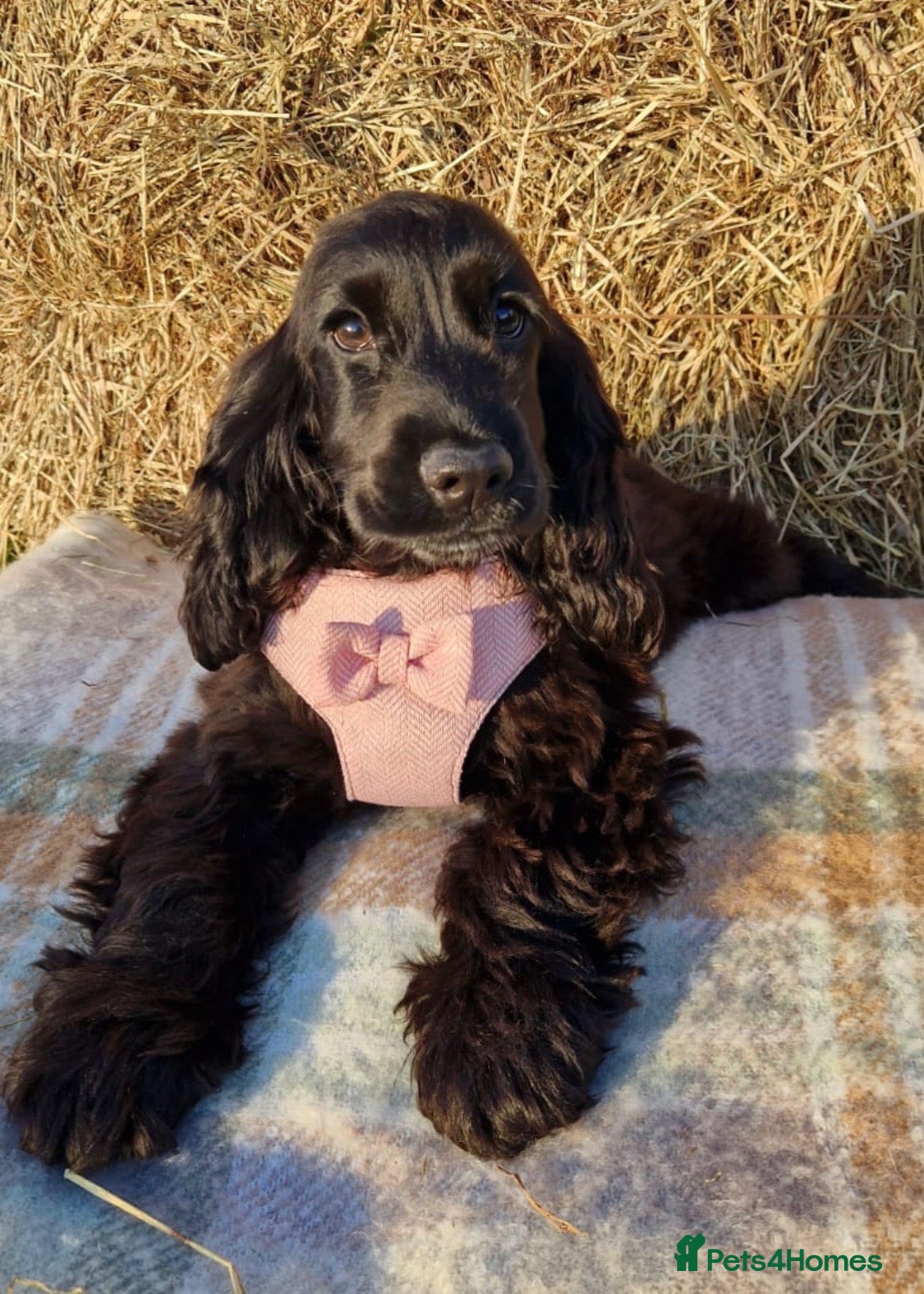 Cocker Spaniel dogs Beautiful Show Cocker Spaniel Puppies  - Advert 2