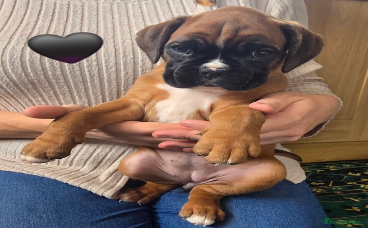 Boxer dogs - Advert 2