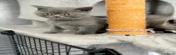 British Shorthair cats for sale: British shorthair kittens (blue) - Advert 15