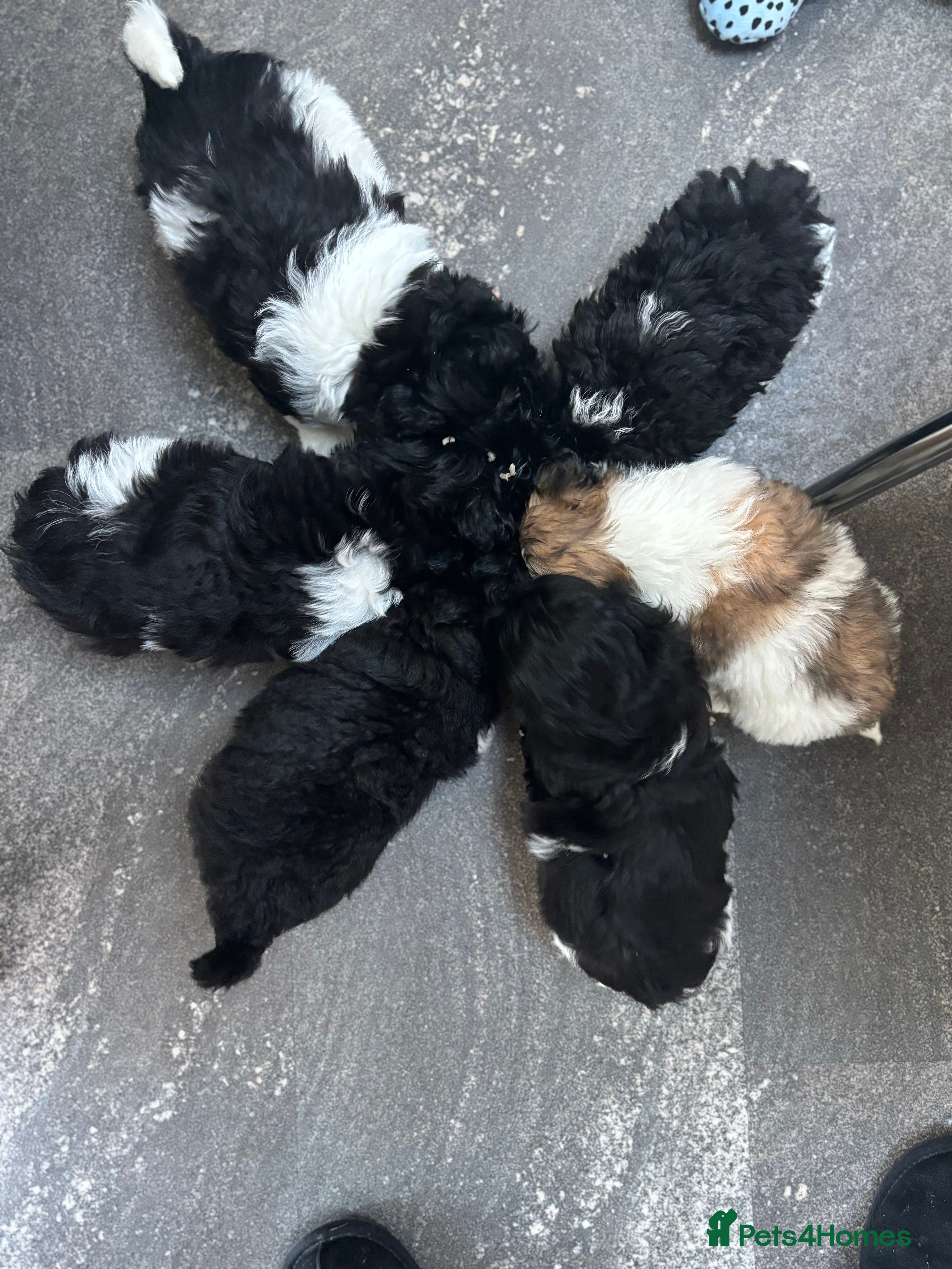 Mixed Breed dogs Adorable Bolonoodle Puppies - Advert 9