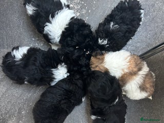 Mixed Breed dogs Adorable Bolonoodle Puppies - Advert 10