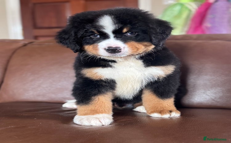 Bernese Mountain Dog dogs - Advert 1