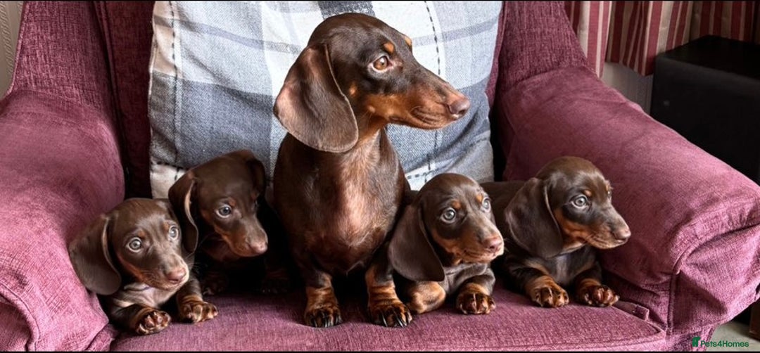 Miniature Dachshund dogs for stud: Isabella and Tan miniature dachshund for stud - Advert 12
