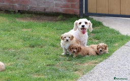 Cavapoochon dogs for sale: Beautiful Cavapoochon puppies for sale - Image 2