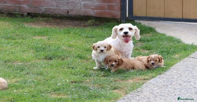 Cavapoochon dogs - Advert 7