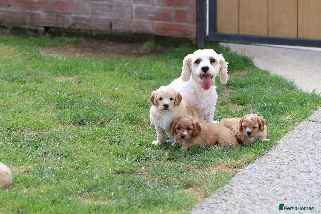 Cavapoochon dogs for sale: Beautiful Cavapoochon puppies for sale - Image 2