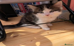 Mixed Breed cats for sale: Adorable kittens ready for new homes - Image 6