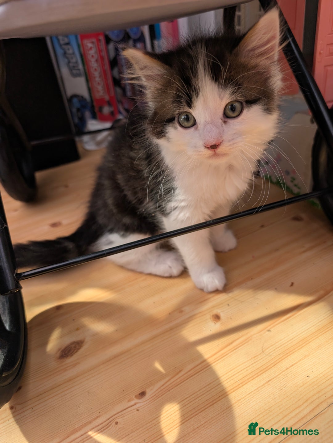 Mixed Breed cats for sale: Adorable kittens ready for new homes - Image 6
