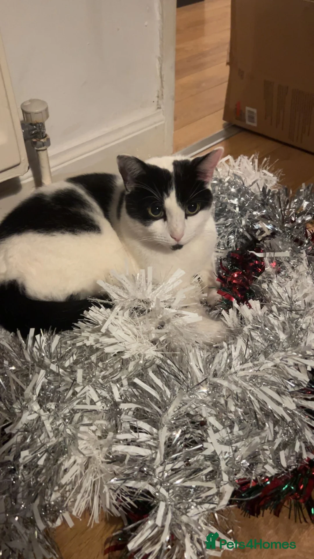 Mixed Breed cats for sale: Male cat looking for forever home in Telford - Advert 2