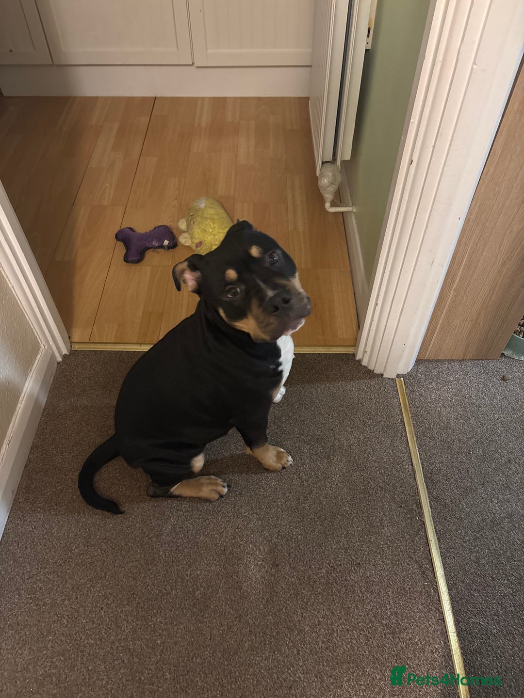 Mixed Breed dogs for sale: 6 month old pocket bully - Advert 3