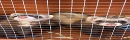 Ferret rodents for sale: Pair of baby jills in Rainham - Advert 1