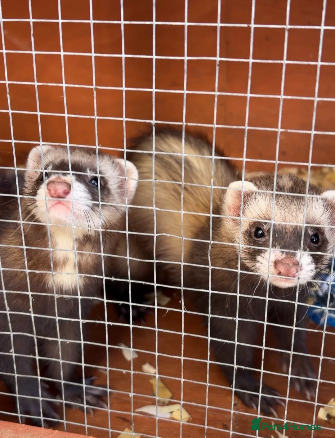 Ferret rodents for sale: Pair of baby jills in Rainham - Advert 1