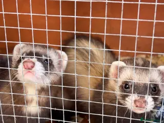 Ferret rodents Pair of baby jills - Advert 10