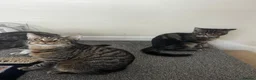 European cats for sale: Kittens  in Woking - Advert 6