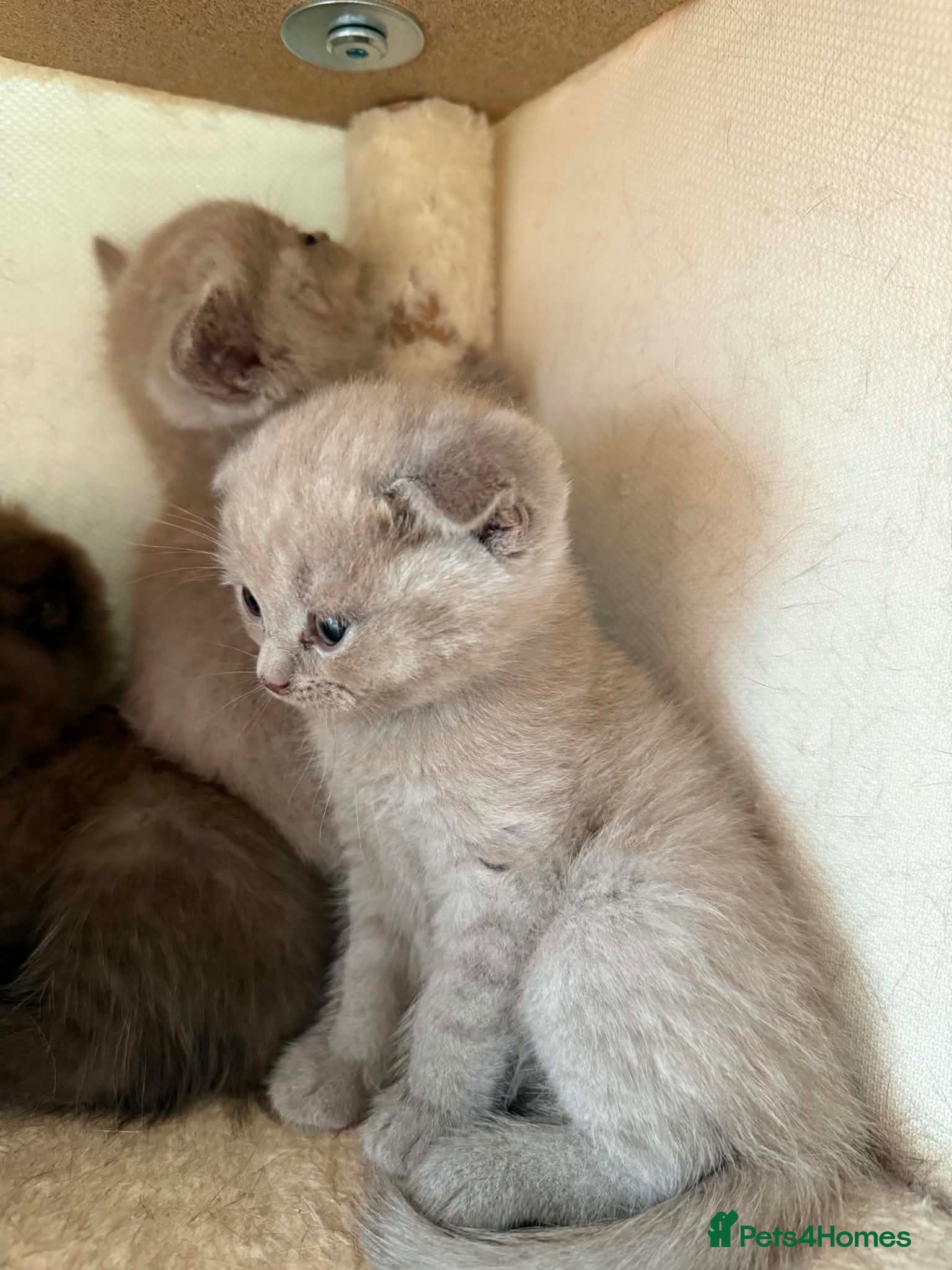 Scottish Fold cats 😻Scottish fold chocolate and lilac kittens😻 - Advert 2