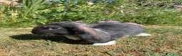 French Lop rabbits for sale: Beautiful French lops for sale Mixed gender - Advert 4
