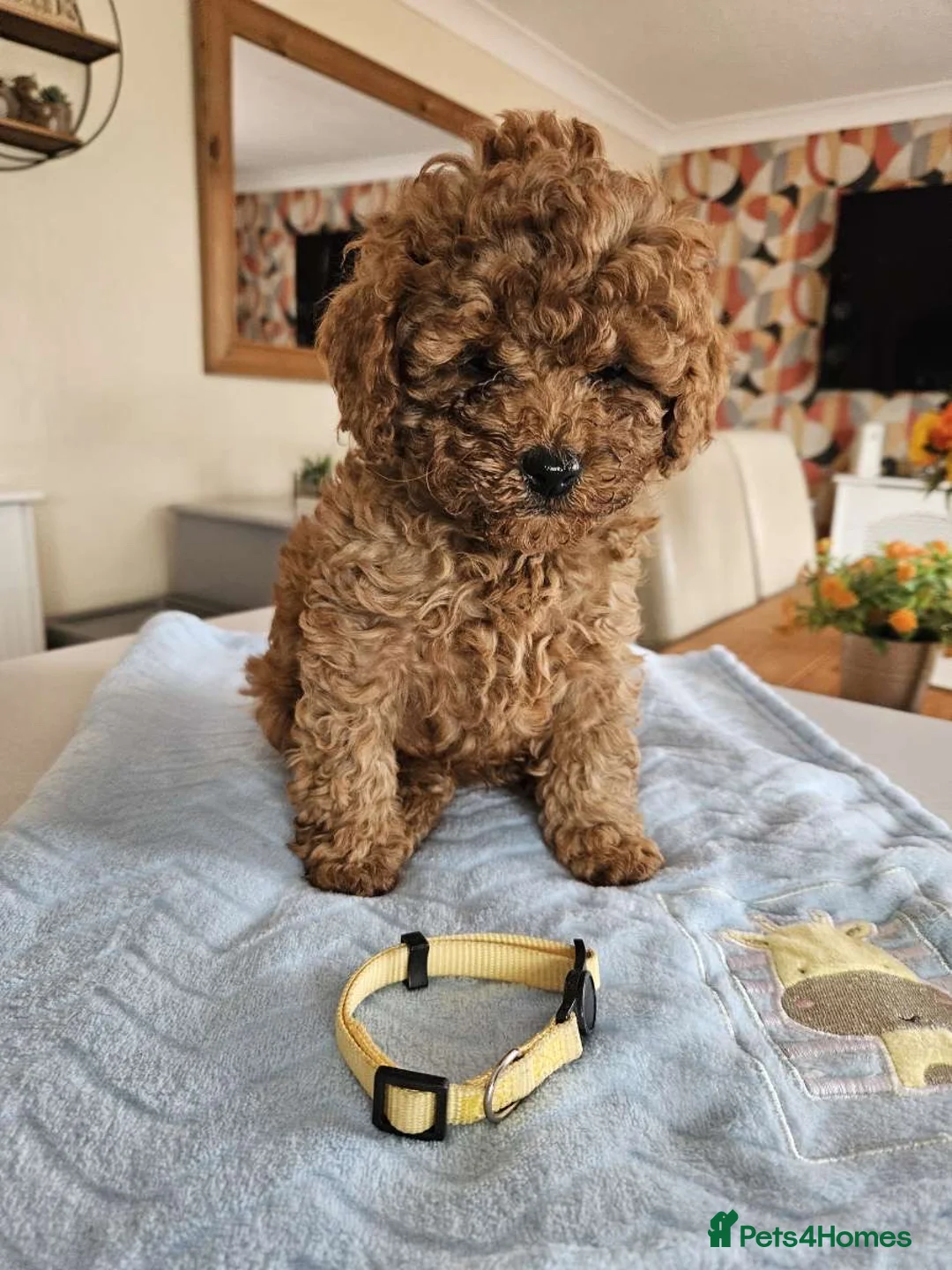 Cavapoo dogs for sale: 5* Cavapoo Puppies in Doncaster - Advert 6