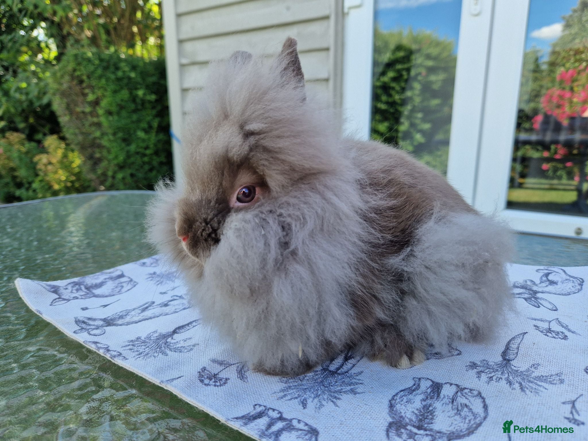 Lionhead rabbits REDUCED Purebred Lionhead Baby Rabbit - Advert 2