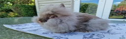 Lionhead rabbits for sale: Purebred Lionhead Baby Rabbit - Advert 3