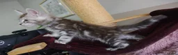 Maine Coon cats for sale: 6 pedigree Mainecoon kittens  - Advert 4