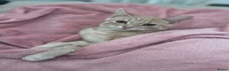 American Shorthair cats for sale: Beautiful Kittens ready to leave  - Advert 3