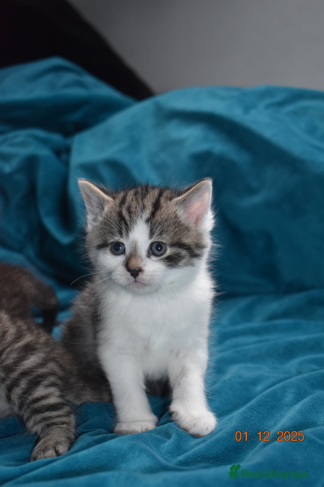 Mixed Breed cats for sale: 5 gorgeous kittens for reservation  - Advert 18