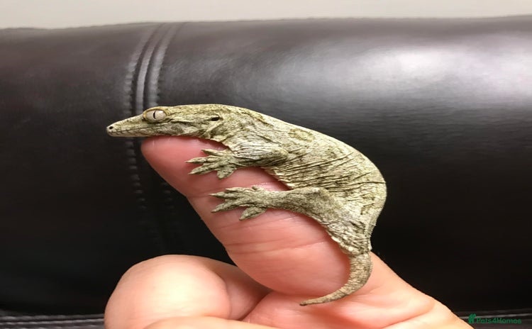 Gecko reptiles Baby leachianus gecko - Advert 9