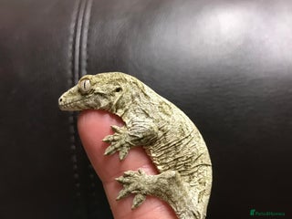 Gecko reptiles Baby leachianus gecko - Advert 8