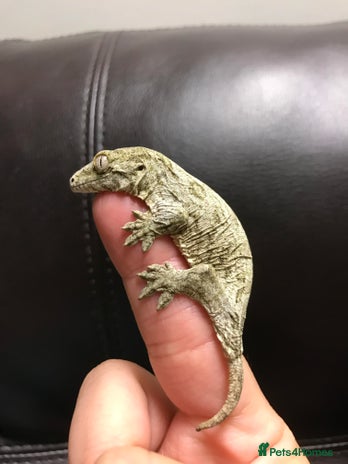 Gecko reptiles Baby leachianus gecko - Advert 2