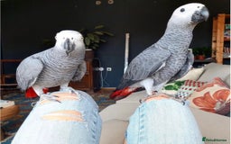 Parrots birds for sale: Super Tamed African Grey Parrots With Cage. - Image 3