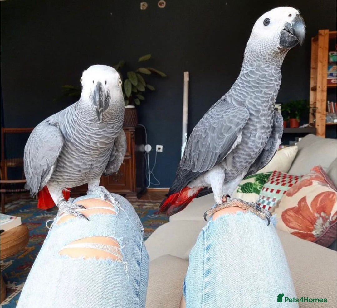 Parrots birds for sale: Super Tamed African Grey Parrots With Cage. - Image 3