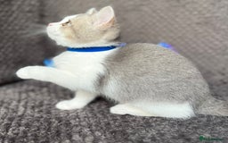British Shorthair cats for sale: TICA registered British Shorthair kittens - Image 7
