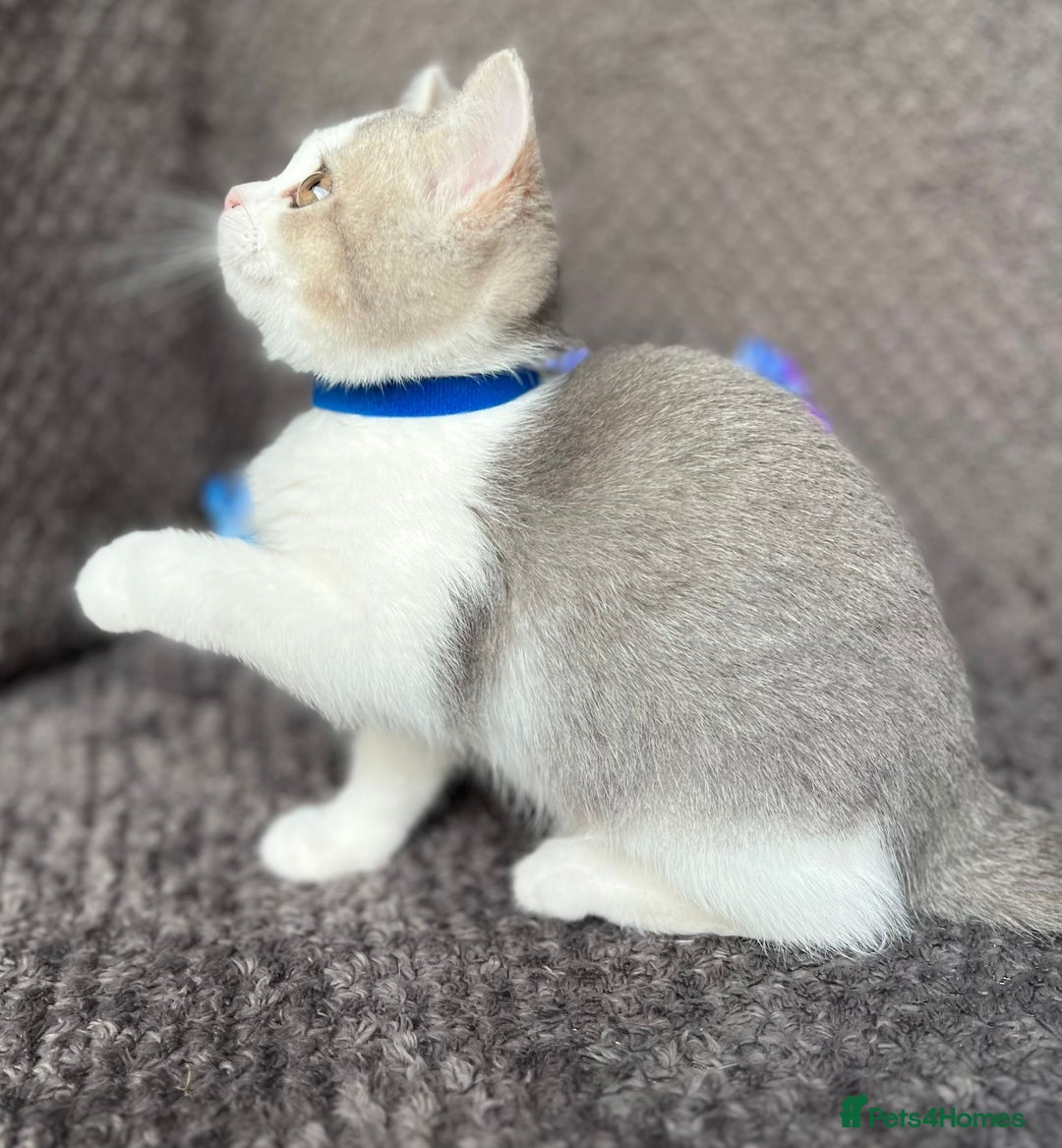 British Shorthair cats for sale: TICA registered British Shorthair kittens - Image 7